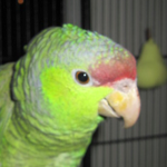 Abernethy the Lilac Crowned Amazon.